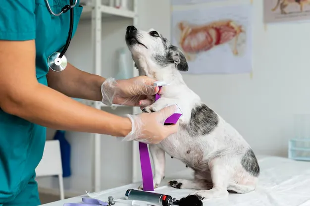 Regular Veterinary Checkups